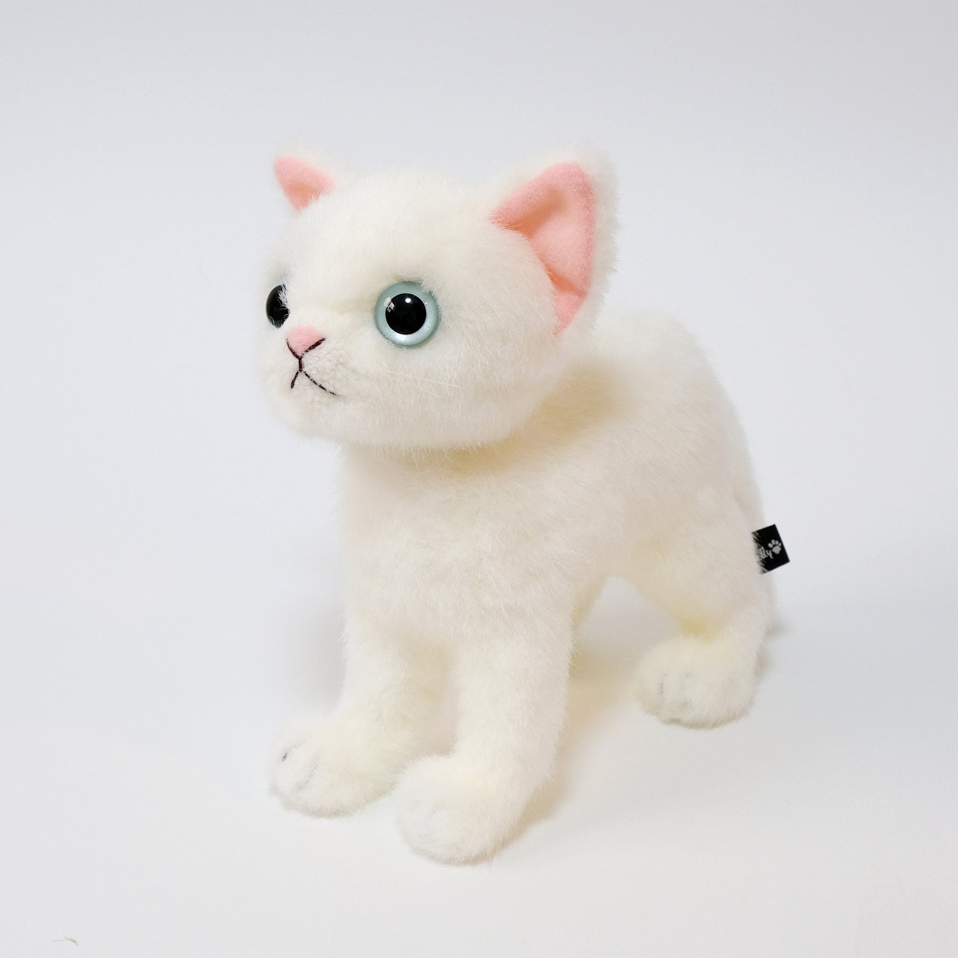 ドロップス シロ Drops Shiro ブルーアイ